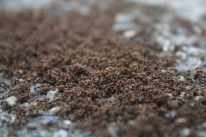 Ants (by MrMatthewJ)