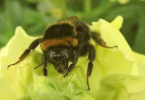 Bumblebee (thanks to Sids1)