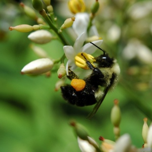 Bumblebee (thanks to cygnus921)