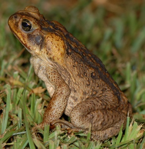 Cane toad (by Sam Fraser-Smith)