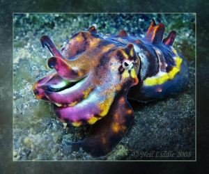Flamboyant Cuttlefish Macro